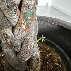 大型　パキラ 180cm　大きなねじりパキラ 観葉植物 植木 庭木の画像