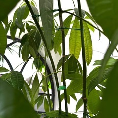 大型　パキラ 180cm　大きなねじりパキラ 観葉植物 植木 庭木の画像