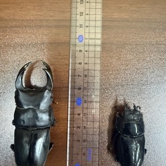 能勢YG血統 ペア♂83.3ミリ♀50.7ミリ　新成虫 オオクワガタ　国産の画像