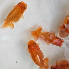 らんちゅう🐟の画像