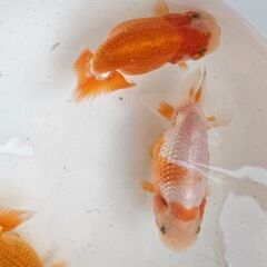 らんちゅう🐟の画像