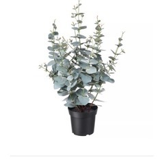 ikea 造花の画像