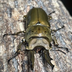 ババオウゴンオニクワガタ♂67ｍｍのみ　B品（大型血統)の画像