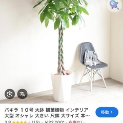 大型　パキラ 180cm　大きなねじりパキラ 観葉植物 植木 庭木の画像
