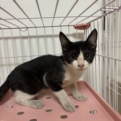 ハチワレ 子猫 3ヶ月ぐらい オレオくん