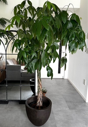 大型　パキラ 180cm　大きな ねじりパキラ 観葉植物 植木 庭木 大型 パキラ 180cm 大きな ねじりパキラ 観葉植物 植木 庭木