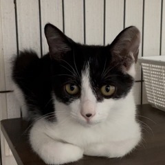 甘えん坊　白黒ハチワレ君