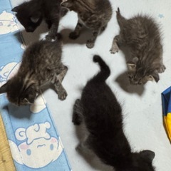 子猫 9/2 生まれ 