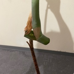 観葉植物　
モンステラ剪定株 の画像