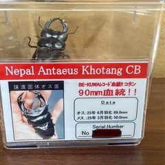 BE-KUWAレコード血統 ネパール アンタエウスオオクワガタ コタン(CB)♂89ｍｍ♀50ｍｍの画像