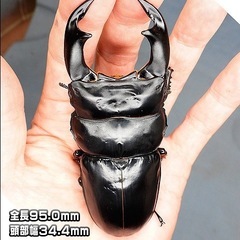 BE-KUWAレコード血統 ネパール アンタエウスオオクワガタ コタン(CB)♂89ｍｍ♀50ｍｍの画像