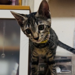 尻尾は別物なん🫨お転婆アロちゃん🎶