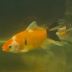 金魚:墨朱文金②　1匹／500円 の画像