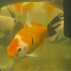 金魚:墨朱文金②　1匹／500円 の画像