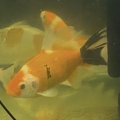 金魚:墨朱文金②　1匹／500円 の画像