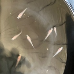 メダカ（パンダメダカ）の画像