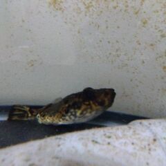 インドシナレオパードパファー🐡の画像
