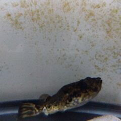 インドシナレオパードパファー🐡の画像