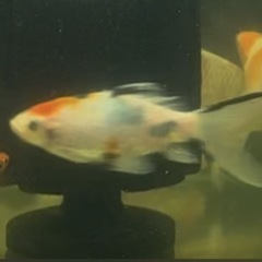 金魚:墨朱文金③ 1匹／800円の画像
