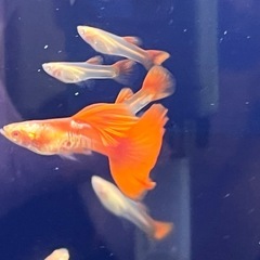 国産グッピー2ペア若魚！の画像