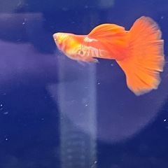 国産グッピー2ペア若魚！の画像