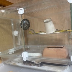レオパの画像