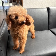 甘えん坊🩵ティーカッププードルの男の子!!┊︎里親募集中
