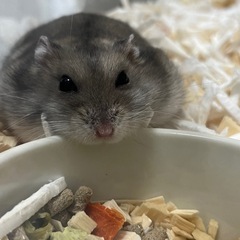 可愛いブルーサファイアの男の子です