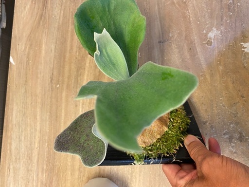 【観葉植物】 商談中　ビカクシダ　ギンカ (P. Ginka) 銀華 