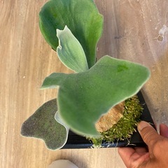 【観葉植物】 ビカクシダ　ギンカ (P. Ginka) 銀華 の画像