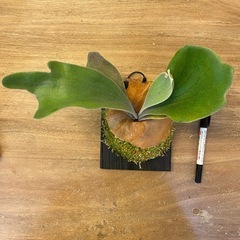 【観葉植物】 ビカクシダ　ギンカ (P. Ginka) 銀華 の画像