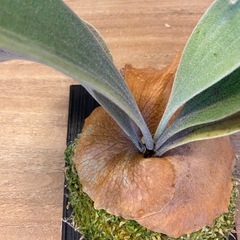 【観葉植物】 ビカクシダ　ギンカ (P. Ginka) 銀華 の画像