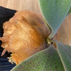 【観葉植物】 ビカクシダ　ギンカ (P. Ginka) 銀華 の画像