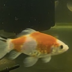 金魚:朱文金⑤ 1匹／1500円の画像