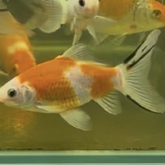 金魚:朱文金⑤ 1匹／1500円の画像
