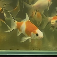 金魚:朱文金⑤ 1匹／1500円の画像