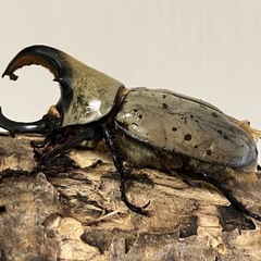 グラントシロカブト成虫♂♀ペアの画像