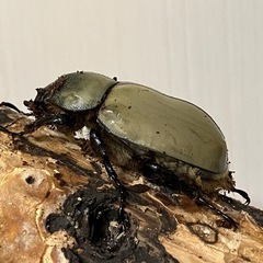 グラントシロカブト成虫♂♀ペアの画像