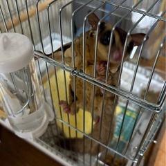 フクロモモンガ♂