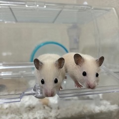 キンクマハムスター オス