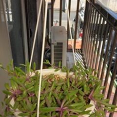 多肉植物　ルビーネックレス　吊鉢　鉢植えの画像