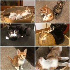 　生後3ヶ月　5匹　秋田県