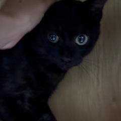 【9/21動画更新🆙人慣れ抜群🐈‍⬛✨️】グリーンアイ🟢のブラックスモーク男子👦🏻めちゃくちゃ可愛い子です︎💕︎ - 里親募集