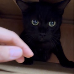 【9/21動画更新🆙人慣れ抜群🐈‍⬛✨️】グリーンアイ🟢のブラックスモーク男子👦🏻めちゃくちゃ可愛い子です︎💕︎ - 猫