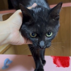 【9/21動画更新🆙人慣れ抜群🐈‍⬛✨️】グリーンアイ🟢のブラックスモーク男子👦🏻めちゃくちゃ可愛い子です︎💕︎ - 東かがわ市