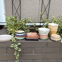 ガーデニング　屋内観葉植物用鉢ほか28点の画像