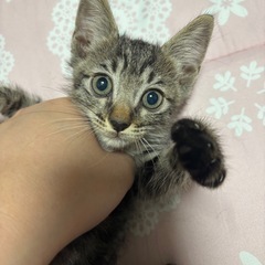 子猫