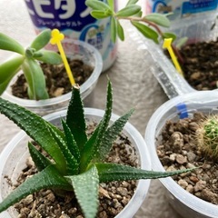 植物7種
の画像