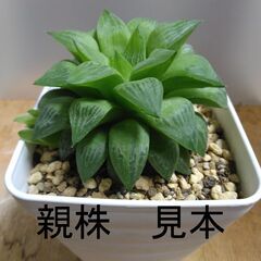 名無しのハオルチア　株分けしました。の画像
