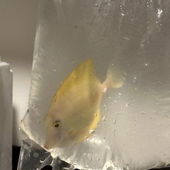 キイロハギ（沖縄産）13センチくらい　※海水魚販売 の画像